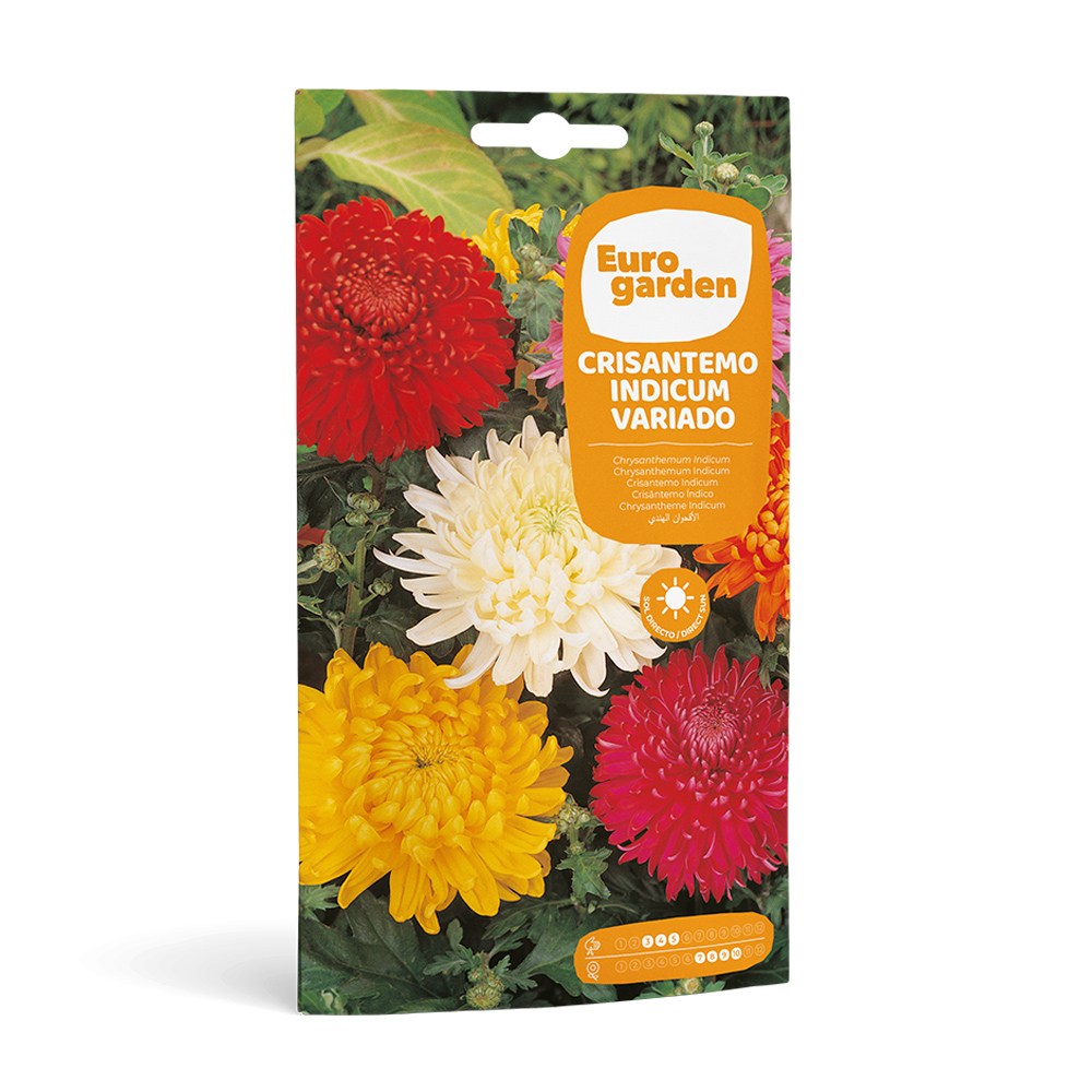 Crisantem Indicum Variado 0,2 g Eurogarden -17407000
