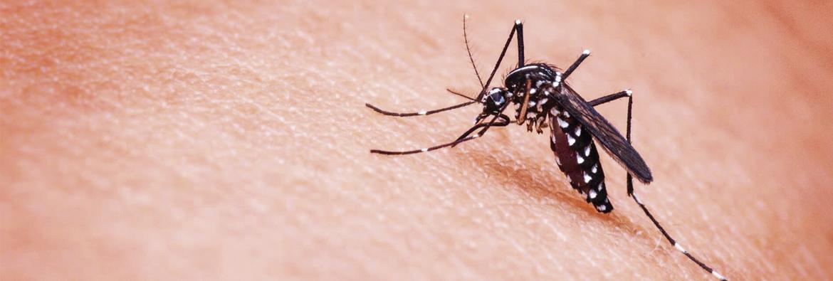 Soluciones contra mosquitos y otros insectos