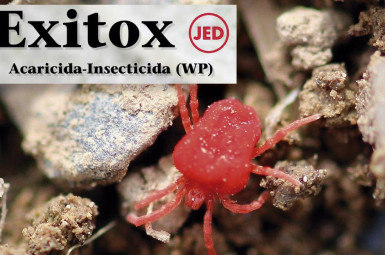 Nuevo insecticida-acaricida Exitox de Massó 