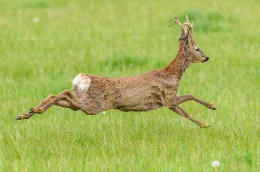 TRICO, repel·lent natural contra cabirols i cérvols