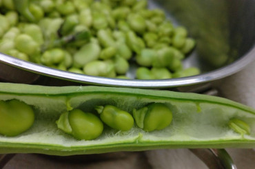 Torna la temporada de faves amb Semillas Fitó